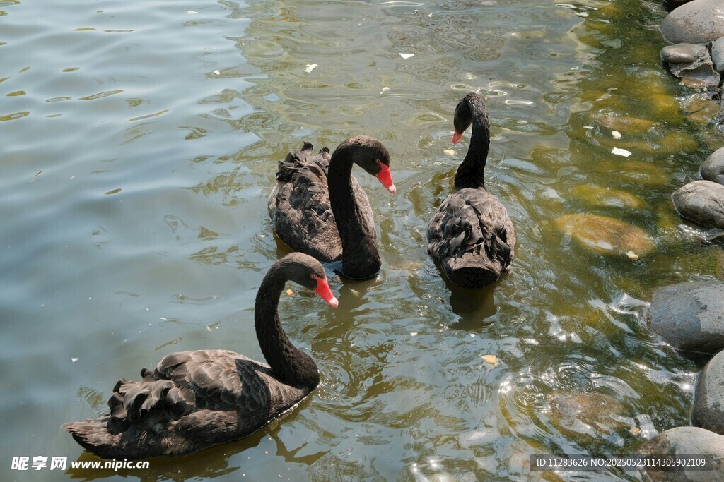 水中黑天鹅优雅嬉戏