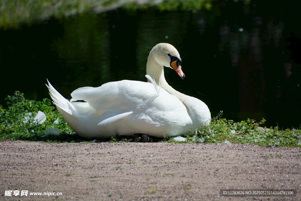 草地上休憩的优雅白天鹅