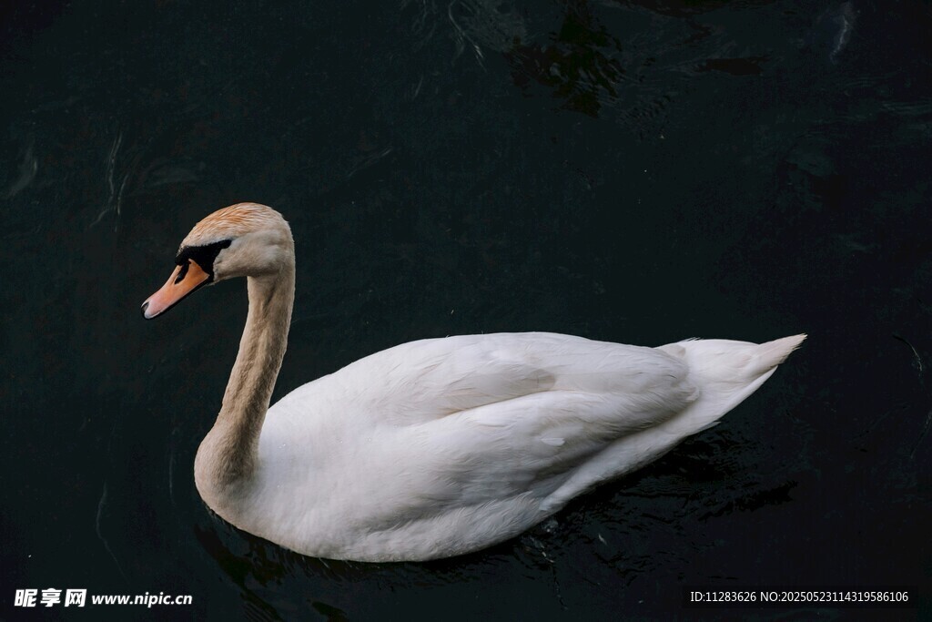 水中优雅的白天鹅