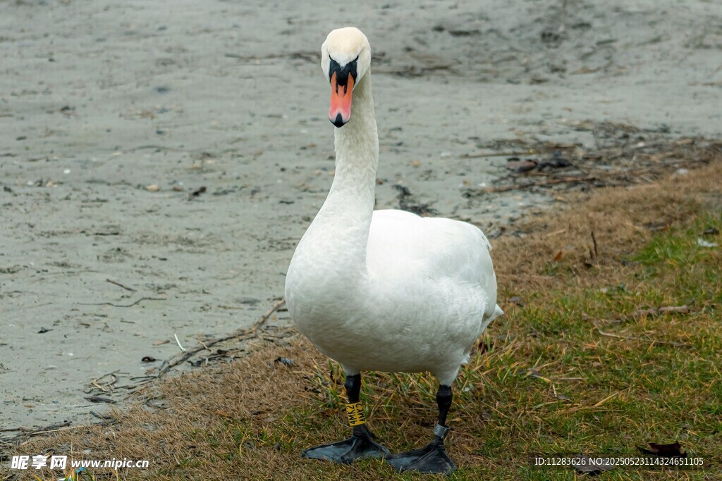 岸边优雅的白天鹅