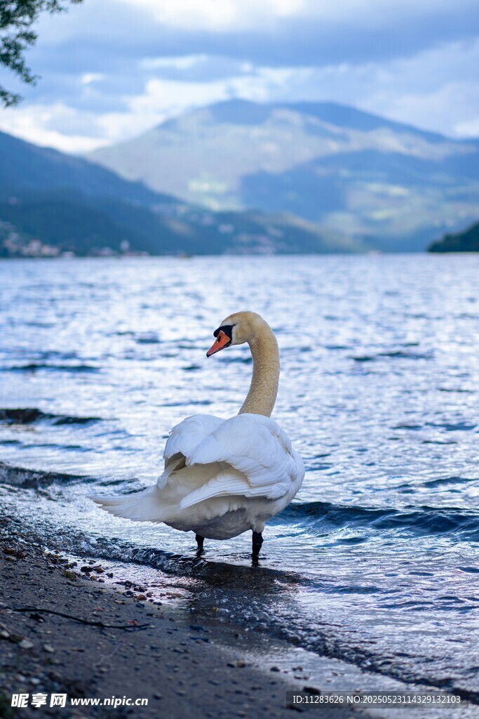 岸边天鹅临水而立
