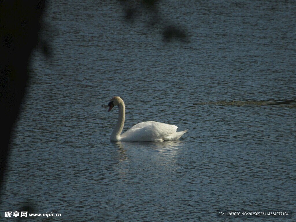 湖面上优雅游动的白天鹅