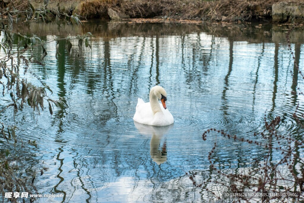 湖中游弋的优雅白天鹅