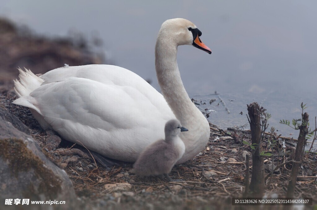 岸边休憩的优雅白天鹅