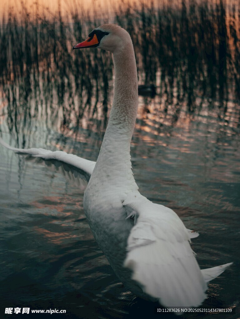 湖畔天鹅展翅优雅瞬间