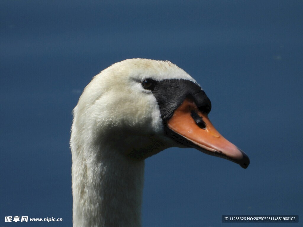 优雅天鹅特写