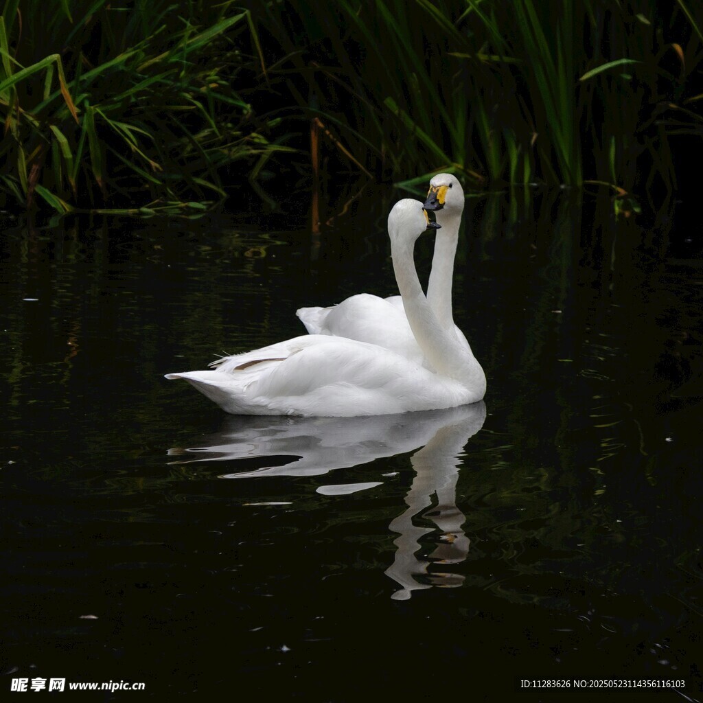 双天鹅悠游于静谧水域