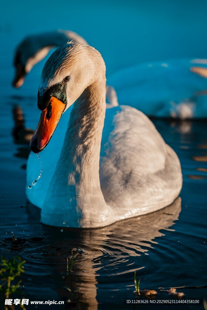 优雅天鹅水中悠然自得