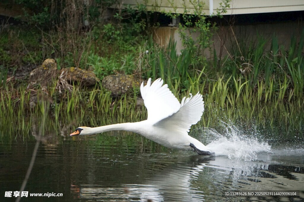 天鹅于湖面展翅飞翔