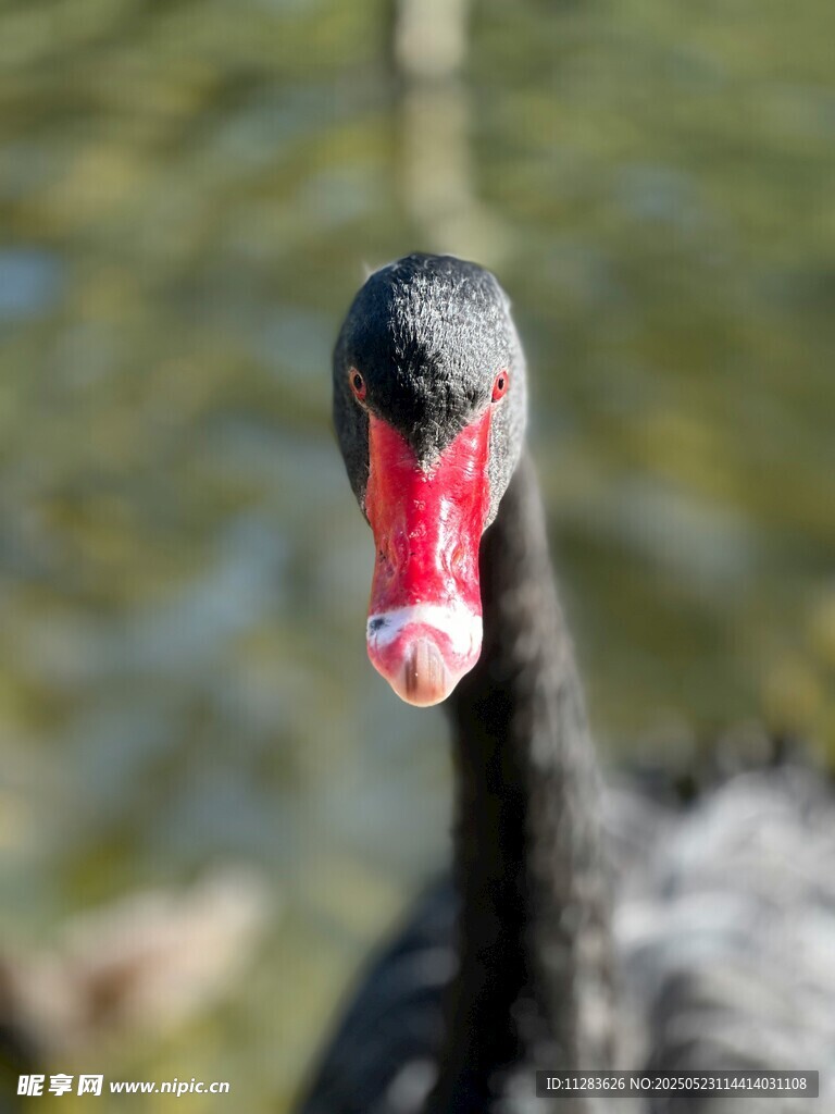 黑天鹅特写