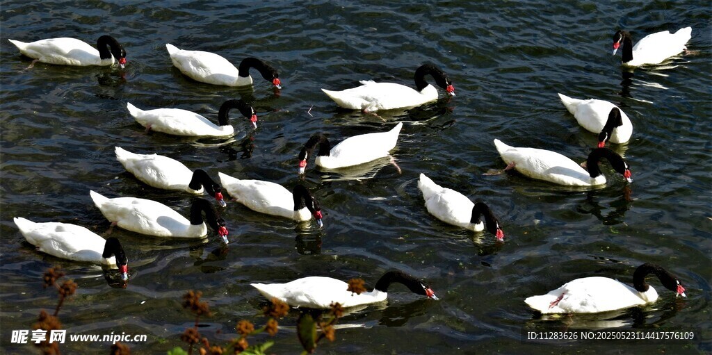 群鸟水中觅食景象