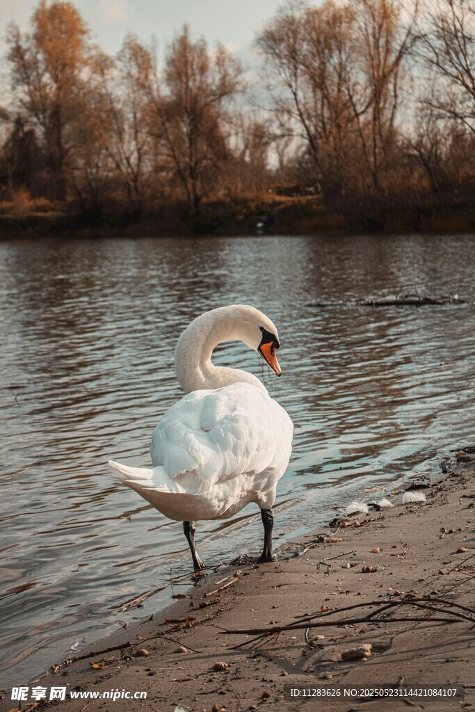 岸边单腿站立的优雅天鹅