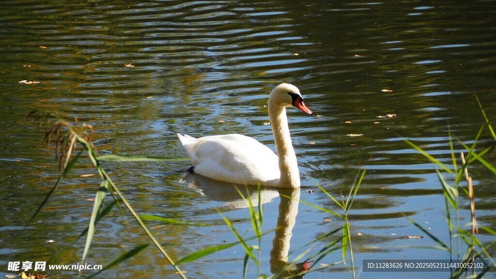 湖中游弋的优雅白天鹅
