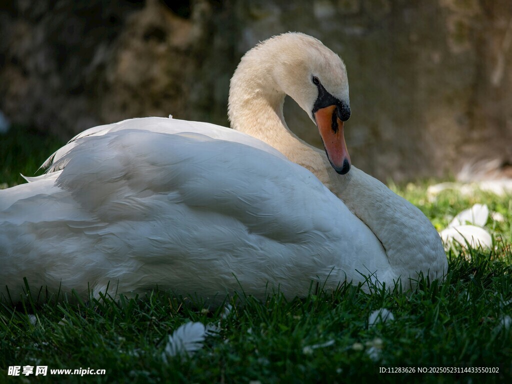 草地上休憩的优雅白天鹅