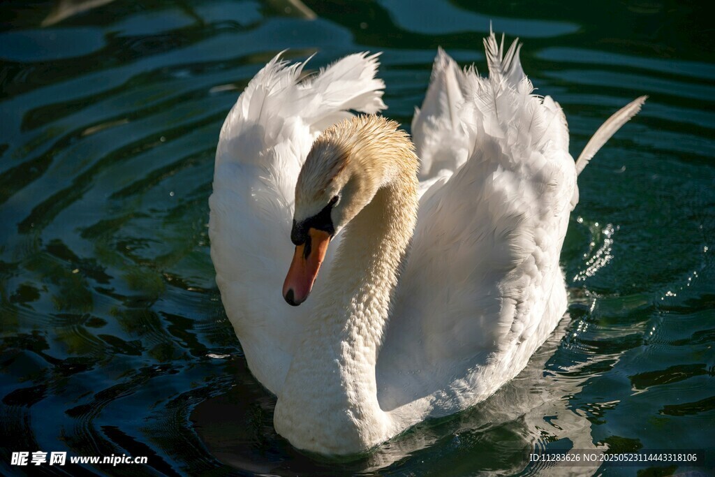 优雅天鹅水中悠然自得