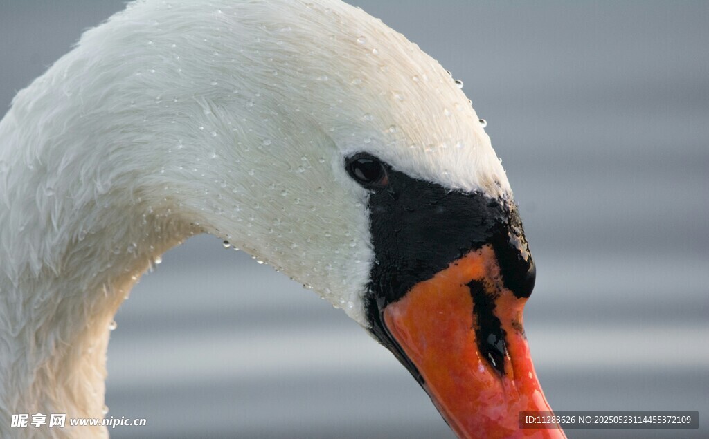 优雅天鹅特写