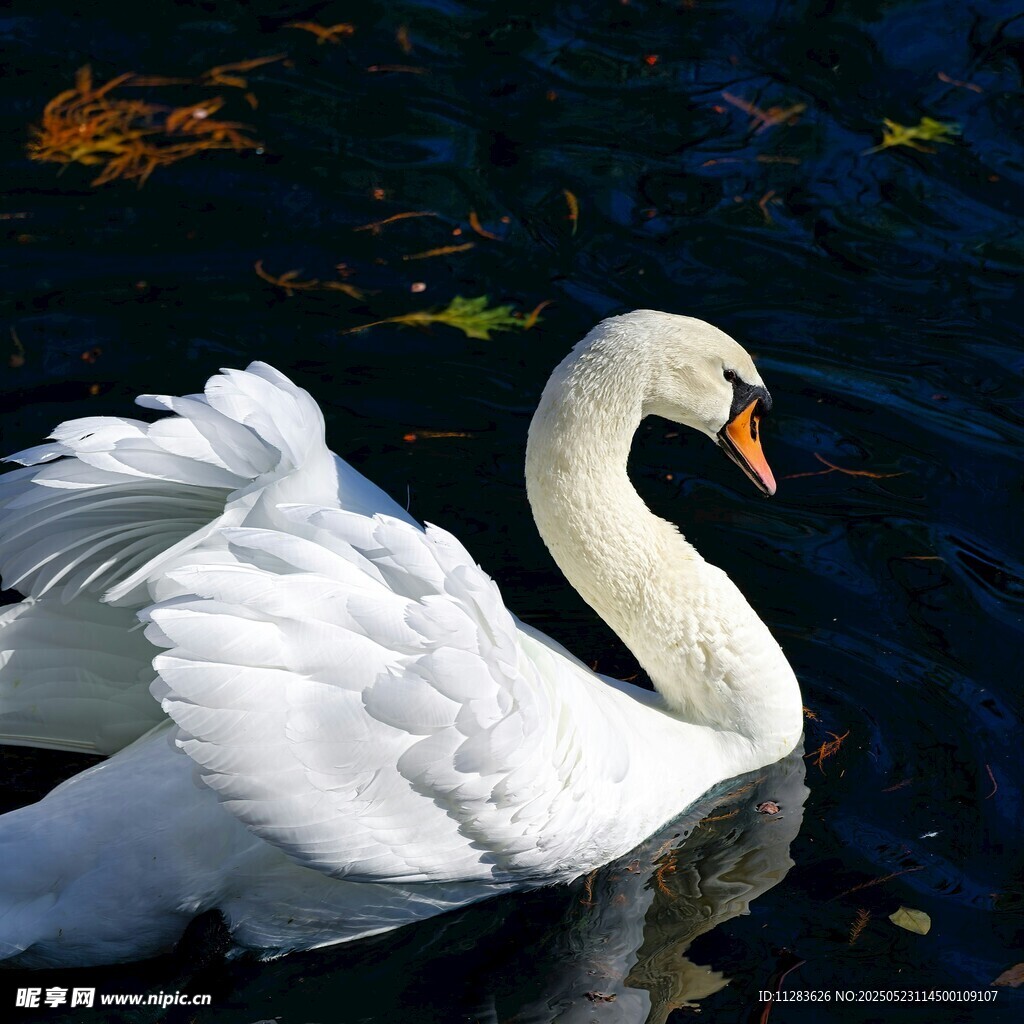 优雅天鹅水中展翼