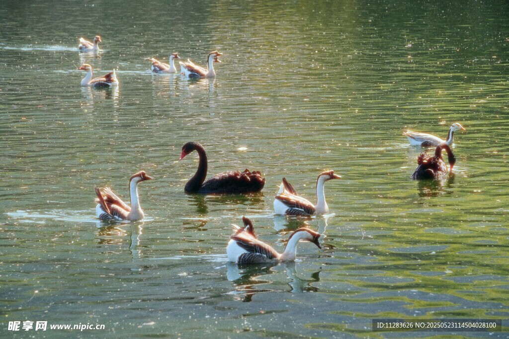 湖面上嬉戏的多彩天鹅