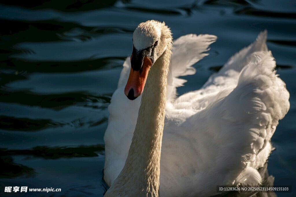 优雅天鹅水中展姿