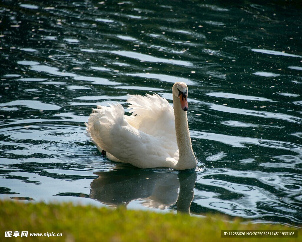 优雅天鹅于碧波中悠然游弋
