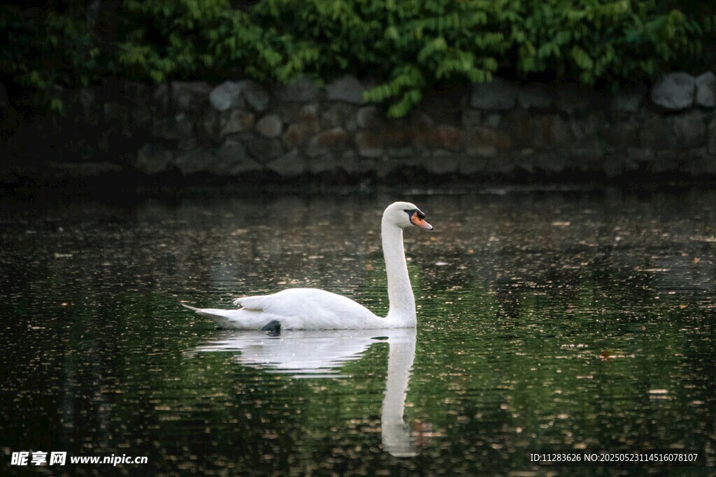 湖中游弋的优雅白天鹅