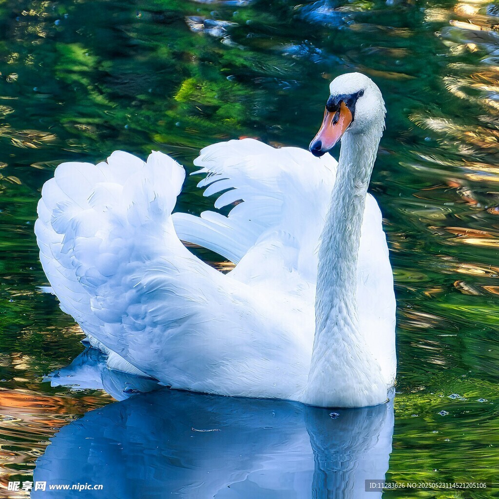 优雅天鹅水中展姿