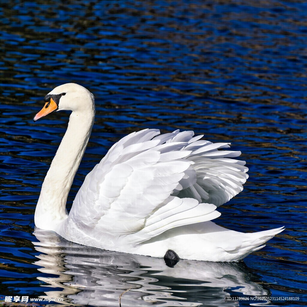 优雅天鹅于湖面舒展羽翼