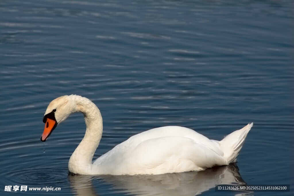 优雅天鹅于湖面悠然游弋