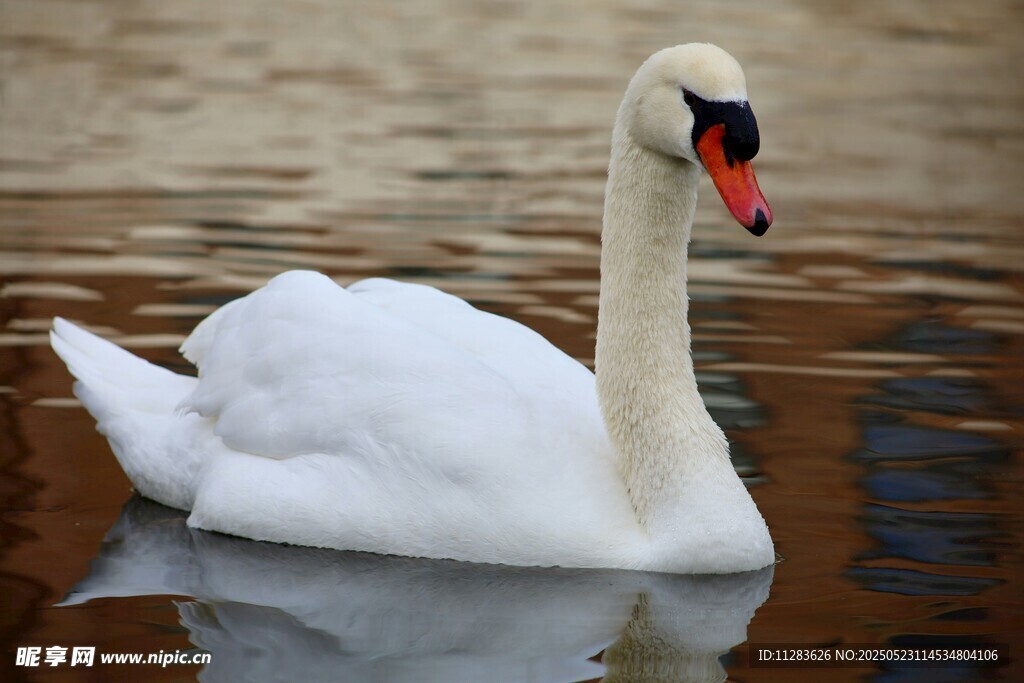 优雅天鹅水中悠然游弋