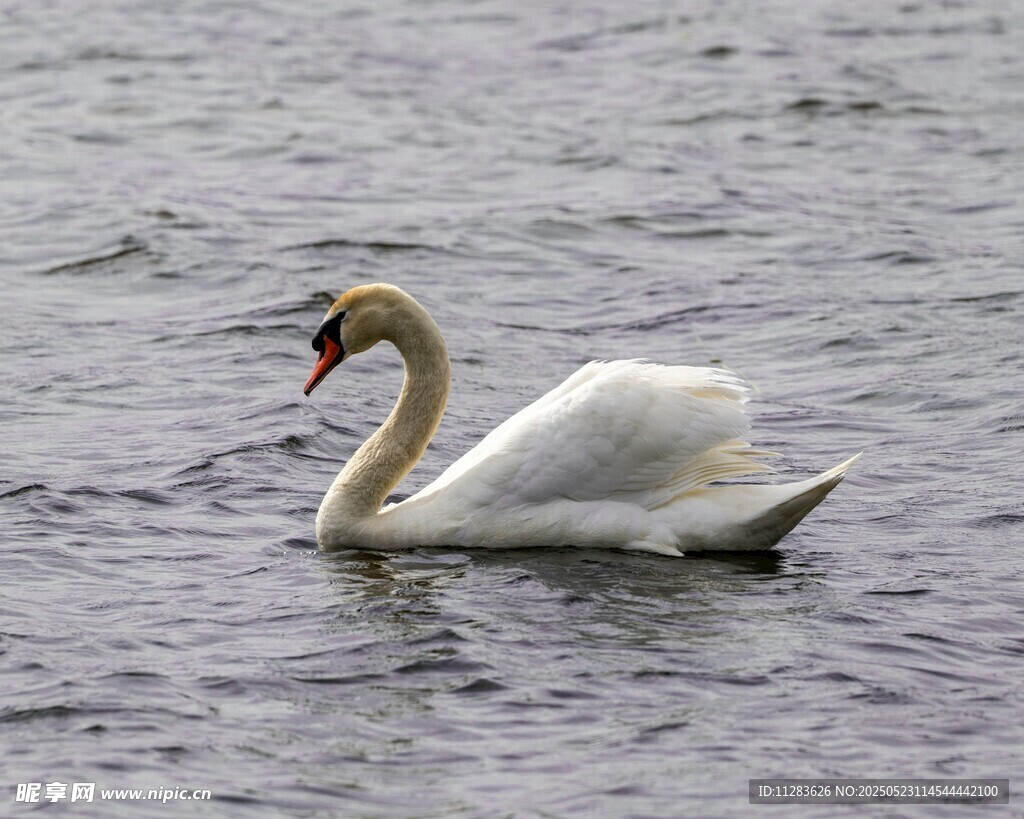 水中优雅天鹅