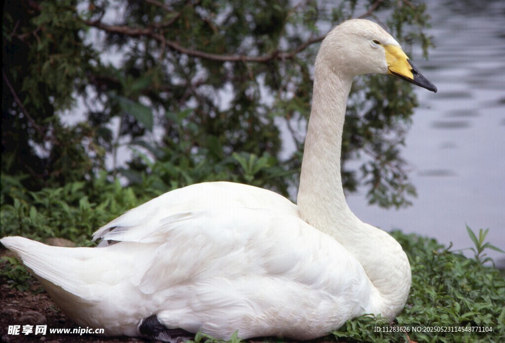 湖畔休憩的优雅白天鹅