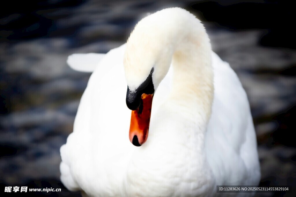 优雅白天鹅特写