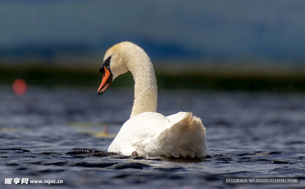 优雅天鹅水中悠然游弋