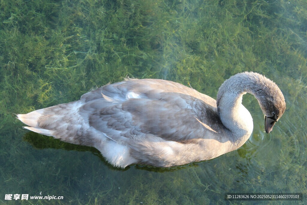 水中休憩的灰天鹅