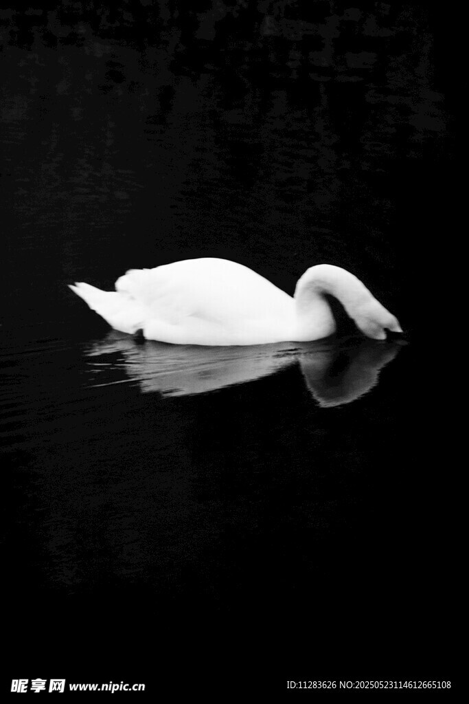 优雅天鹅静浮于水面
