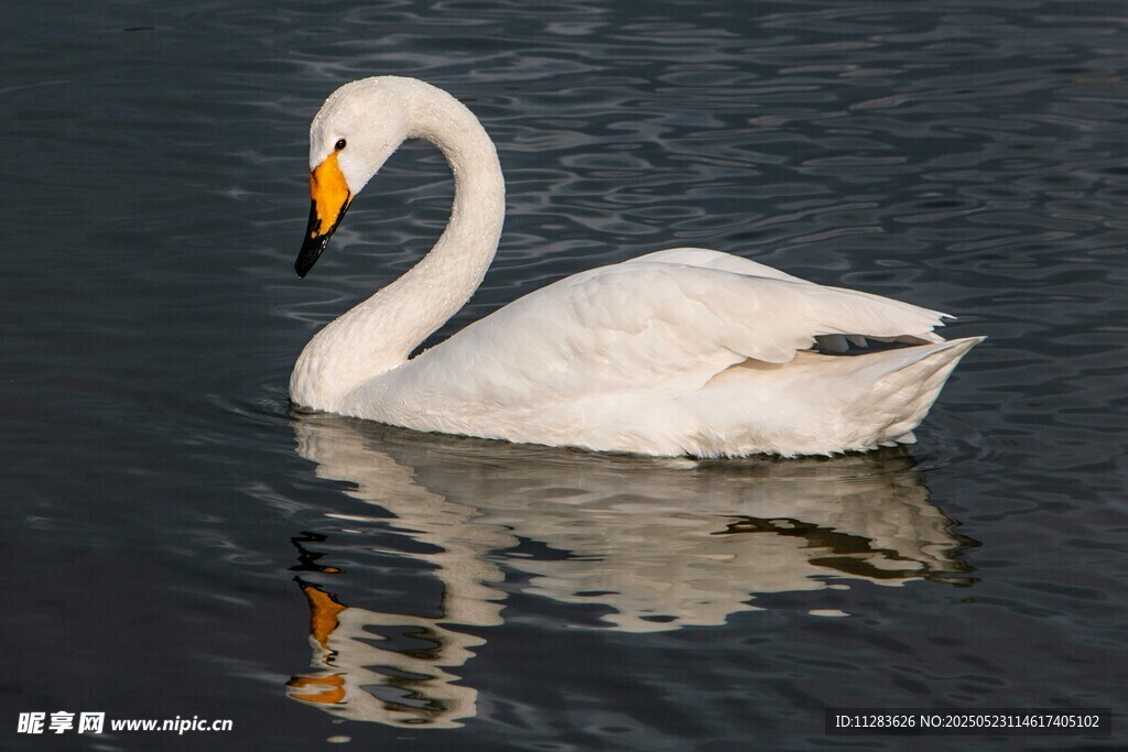 优雅天鹅水中悠然游弋