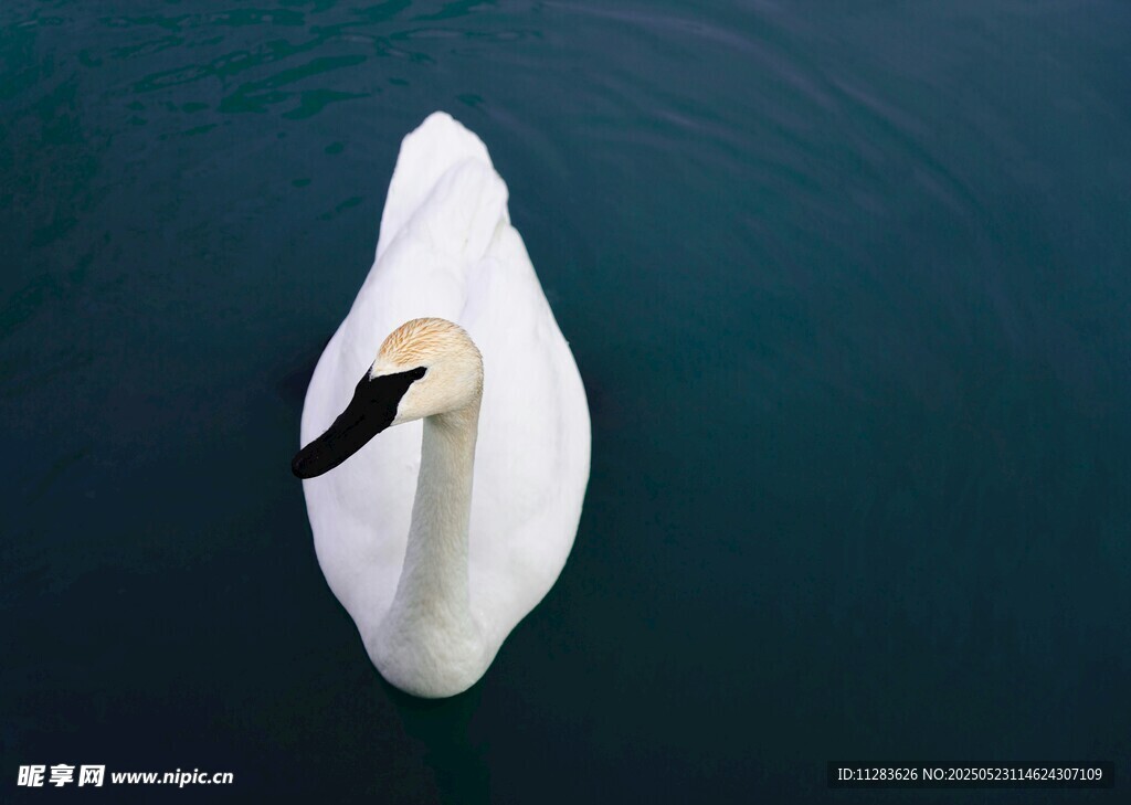 水面上的优雅白天鹅