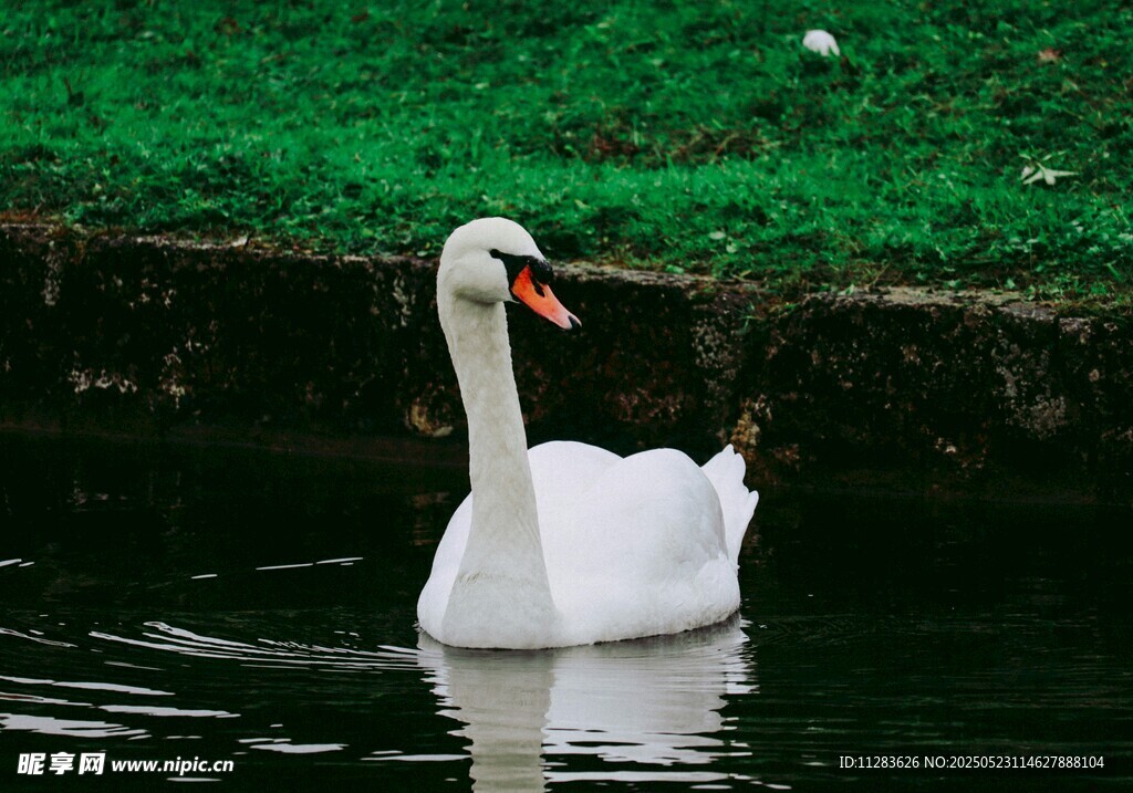 水中优雅天鹅