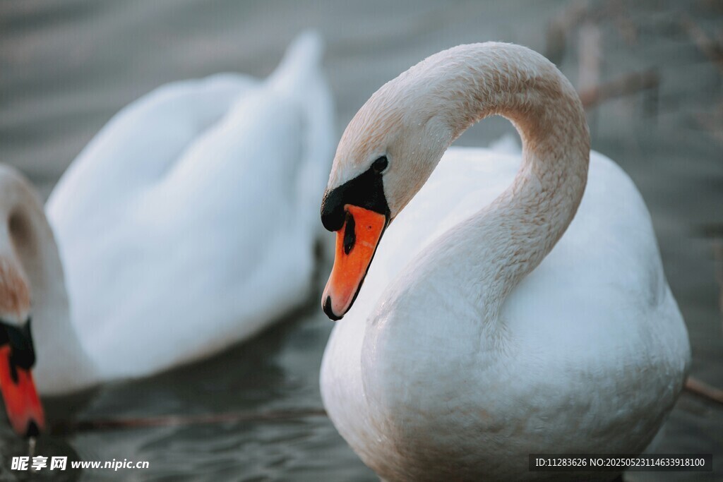 优雅天鹅特写