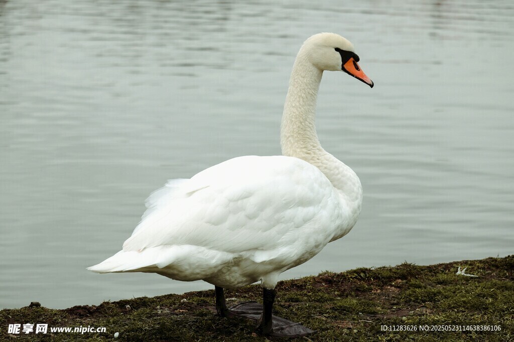 岸边优雅的白天鹅