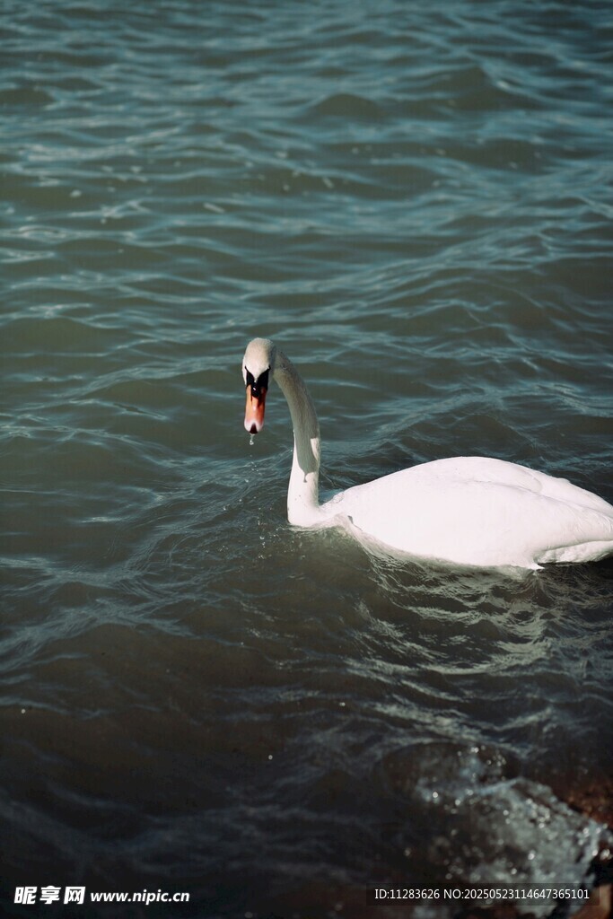 水中优雅天鹅