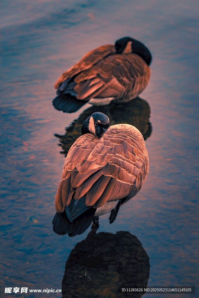 水边休憩的两只大雁