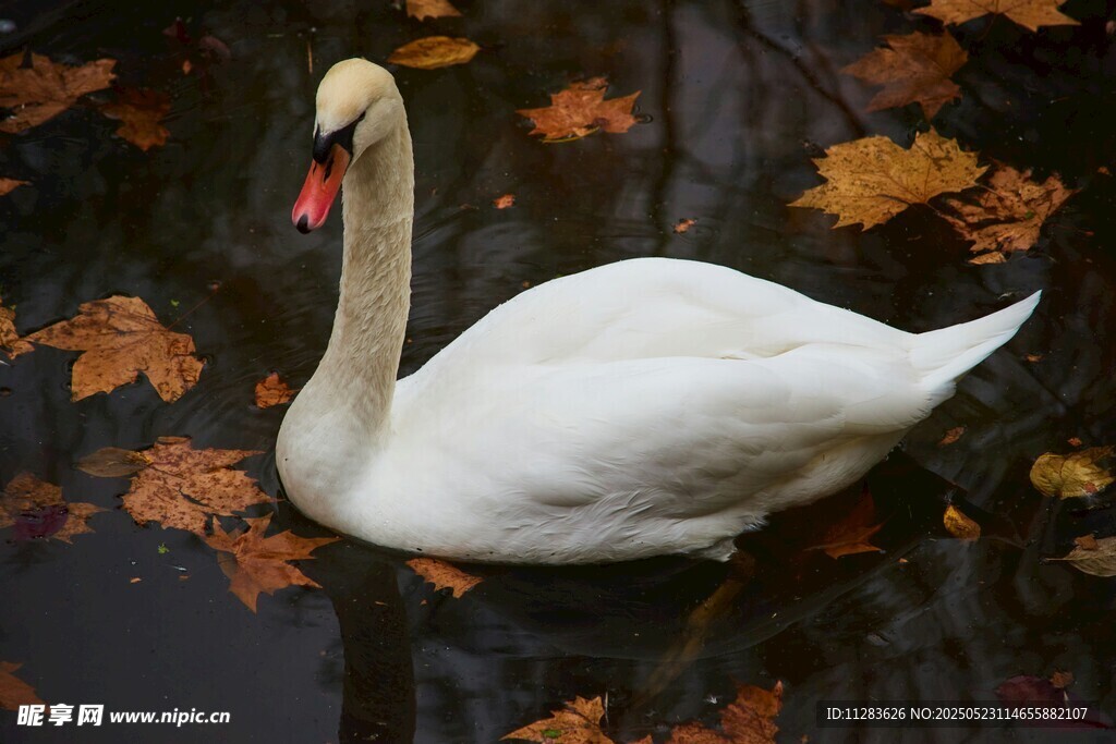 水中优雅天鹅与落叶