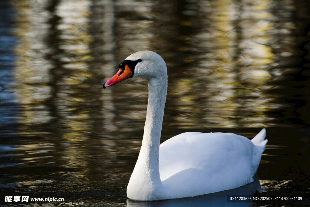 水中优雅天鹅