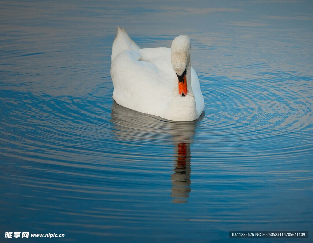 优雅天鹅于湖面悠然游动