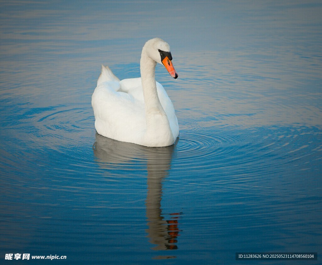 优雅天鹅游弋于平静湖面