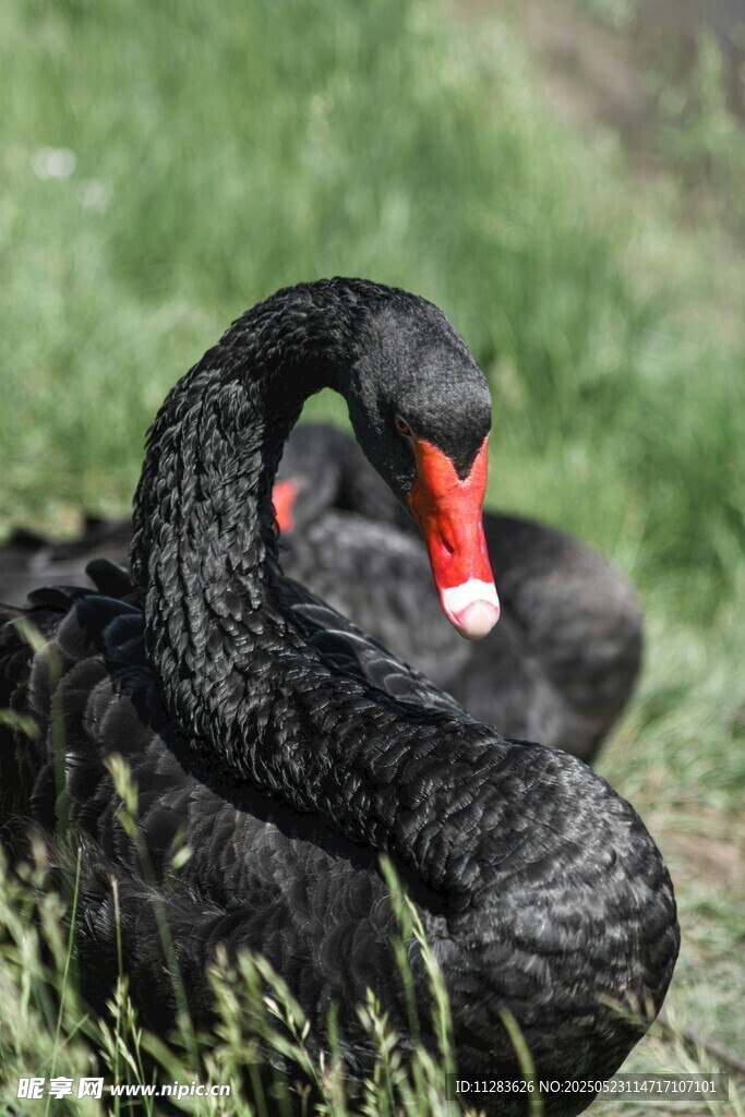 优雅黑天鹅栖息于绿草地