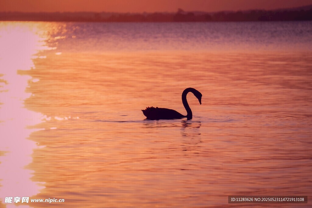 夕阳下独游的黑天鹅