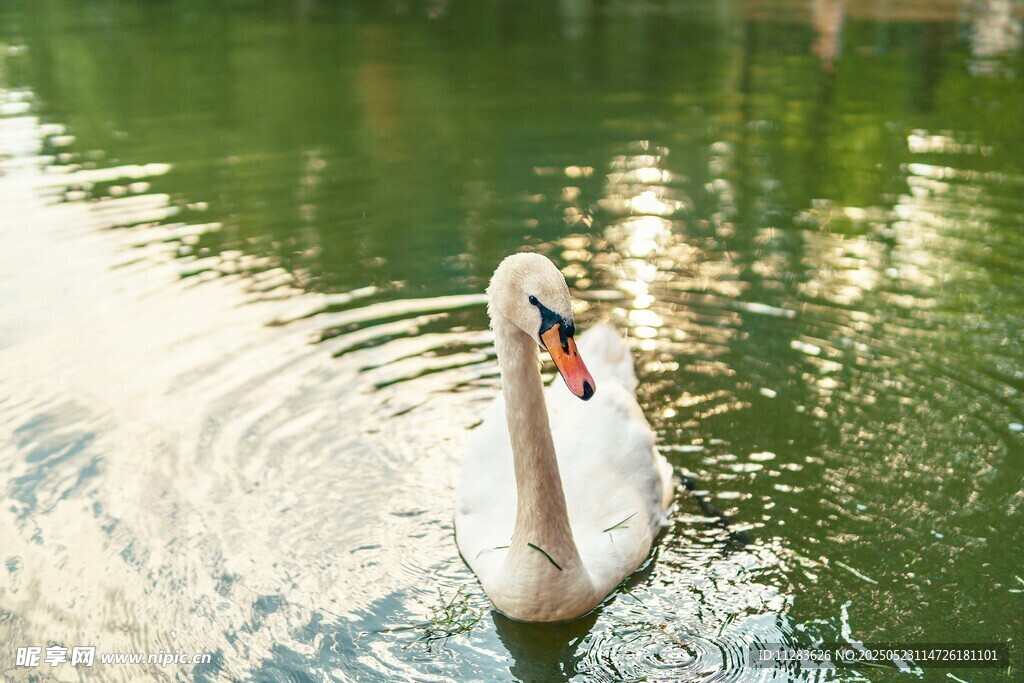 水中优雅天鹅