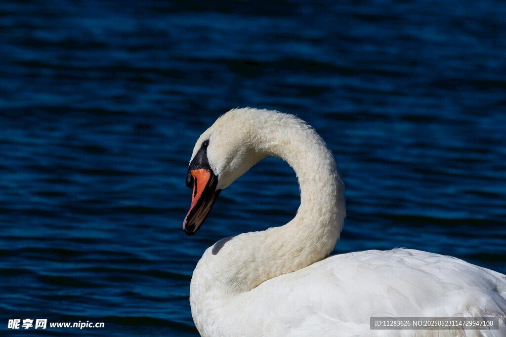 优雅天鹅于蓝水畔休憩